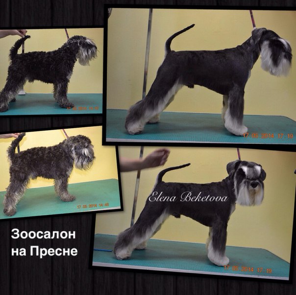 Цвергшнауцер стрижка
