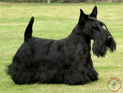 Скотч (Шотландский скотч терьер )