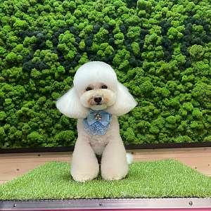 Мальтипу с 35 см-45