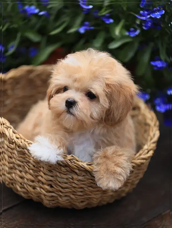 Роскошный крошечный мальчик Мальтипу 